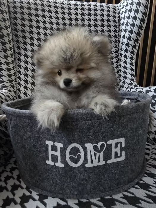 Szpic minaturowy pomeranian suczka