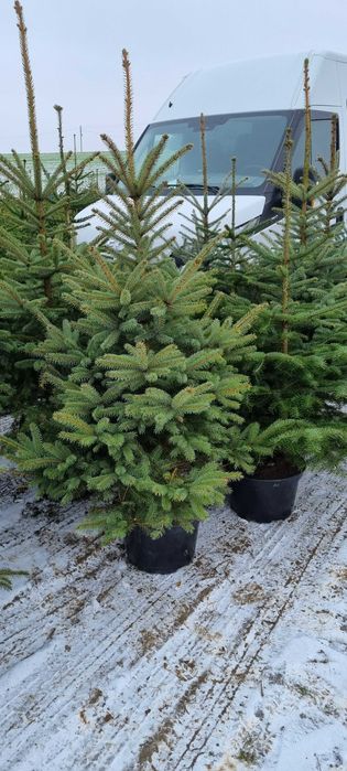 Choinki z własnej plantacji