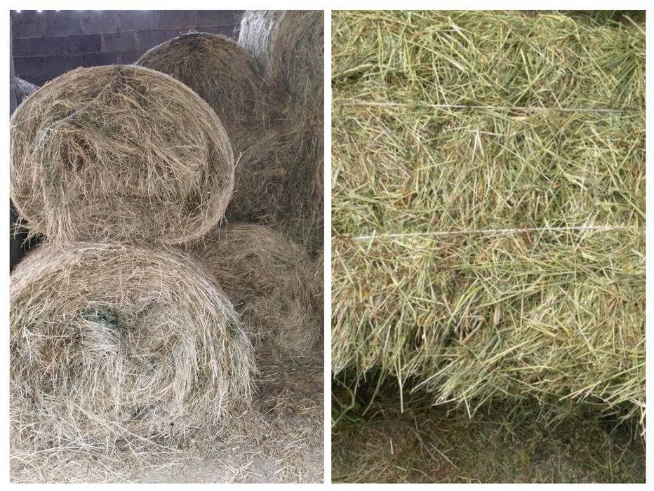 Sprzedam siano w kostkach
