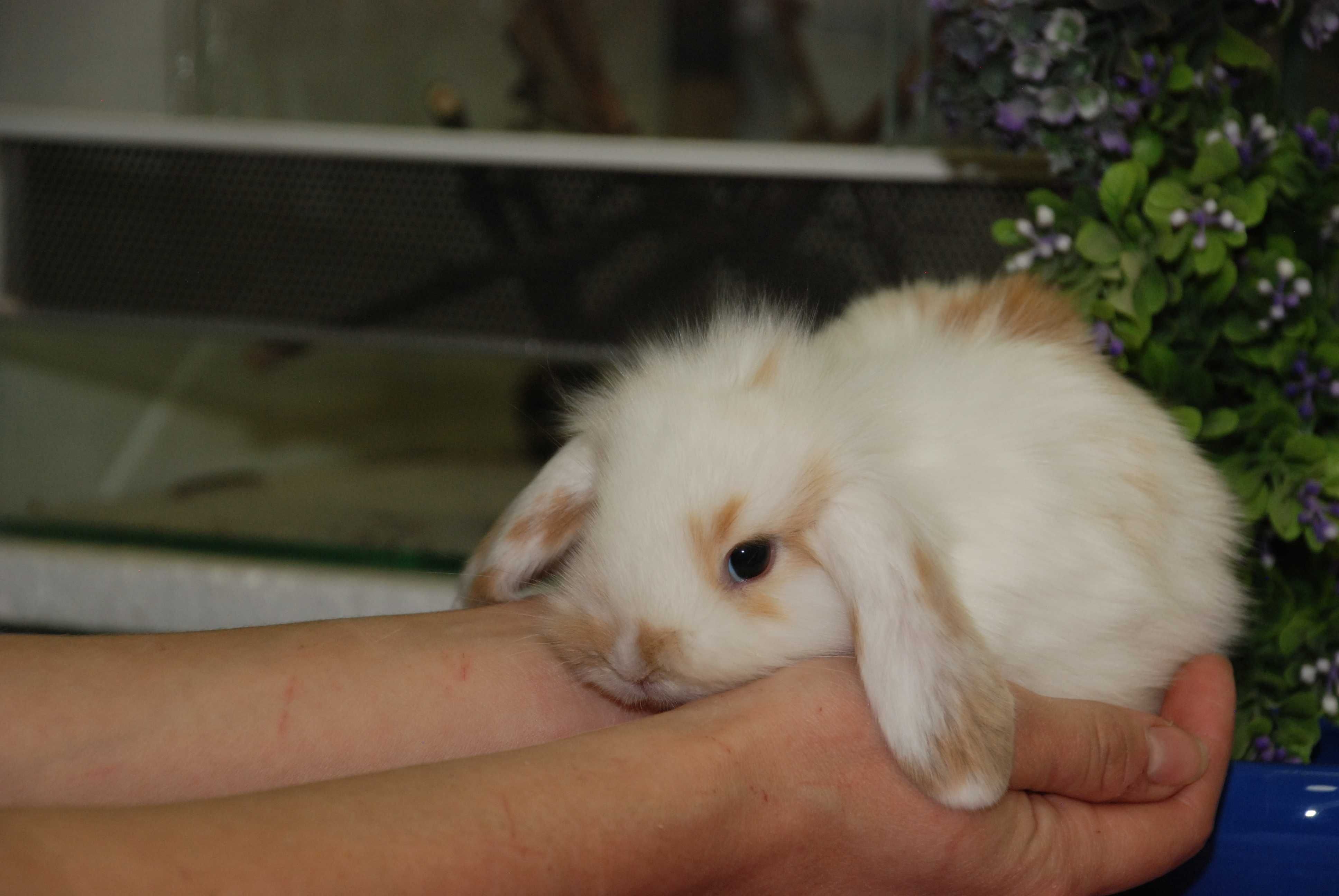 Вислоухий карликовый кролик, кролик мини, ручные кролики для деток