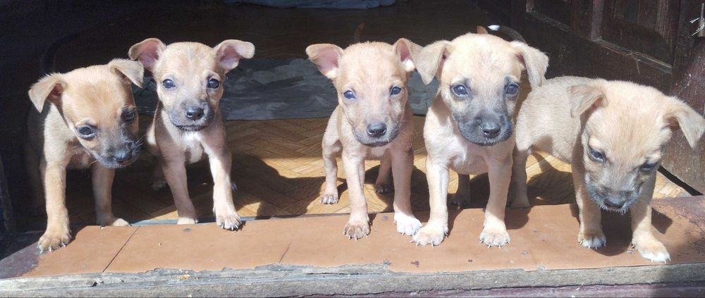 Щеночки в добрые руки