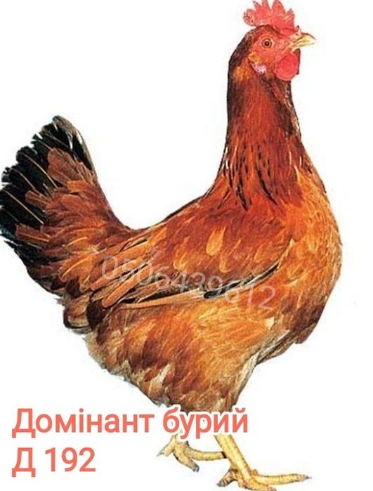 Інкубаційне яйце домінант червоний полосатой, опт та роздріб