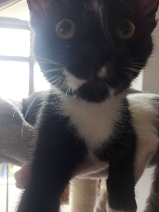 Zaginął czarny kotek