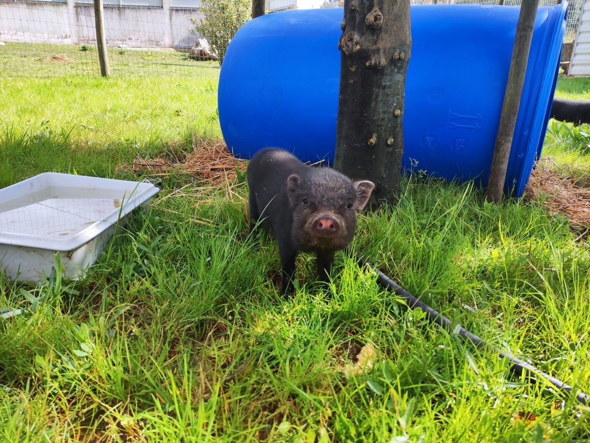 Casal Porquinhos vietnamitas (mini pigs)