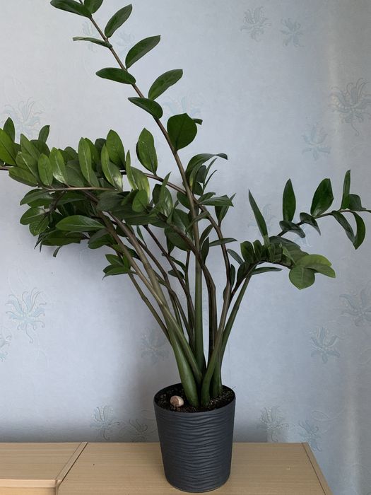 Замиокулькас