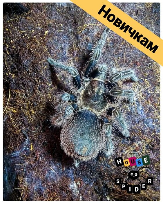 Самка паука птицееда Brachypelma albopilosum молодая для новичков