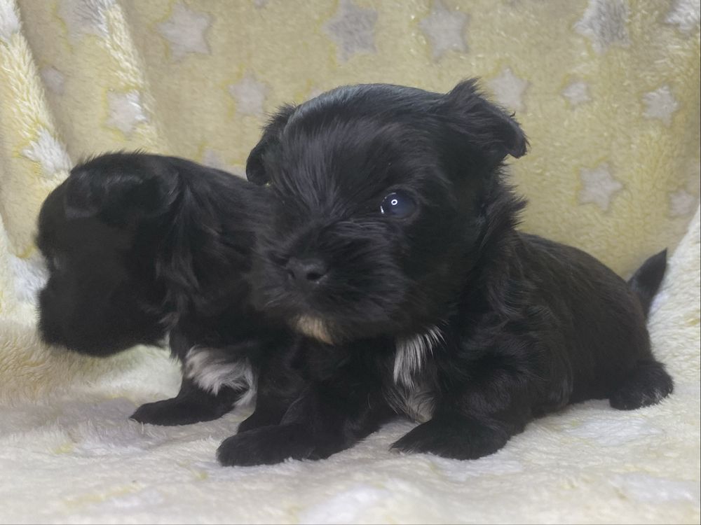 Black Yorkshire Terrier suczka i piesek
