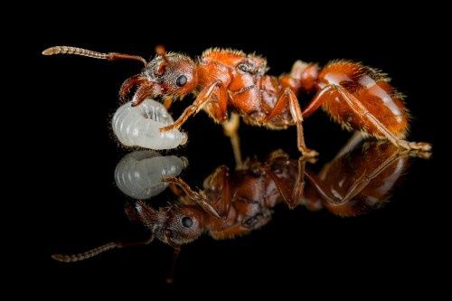 Mrówki Manica rubida, największe czerwone mrówki Europy