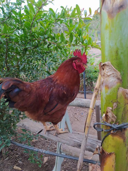 Galos criados no campo