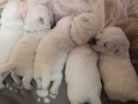 West Highland  White Terrier szczenię po Championie ZKwP  suczka
