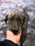 Cudny pręgus do adopcji!