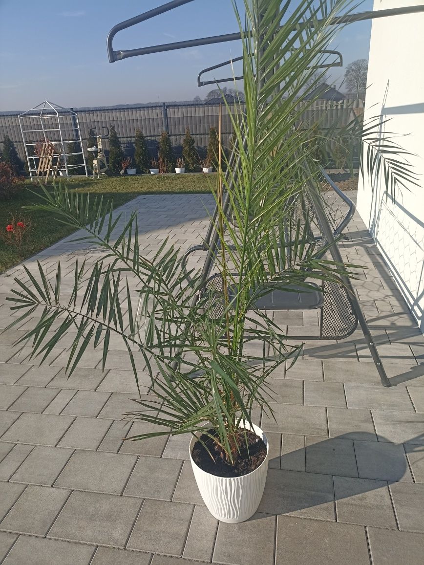 Palma daktylowa sprzedam