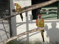 Casal Ara Rubrogenys (reprodutor)