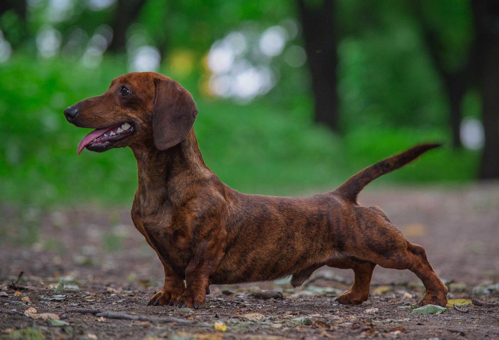 Такса мініатюрна, вязка