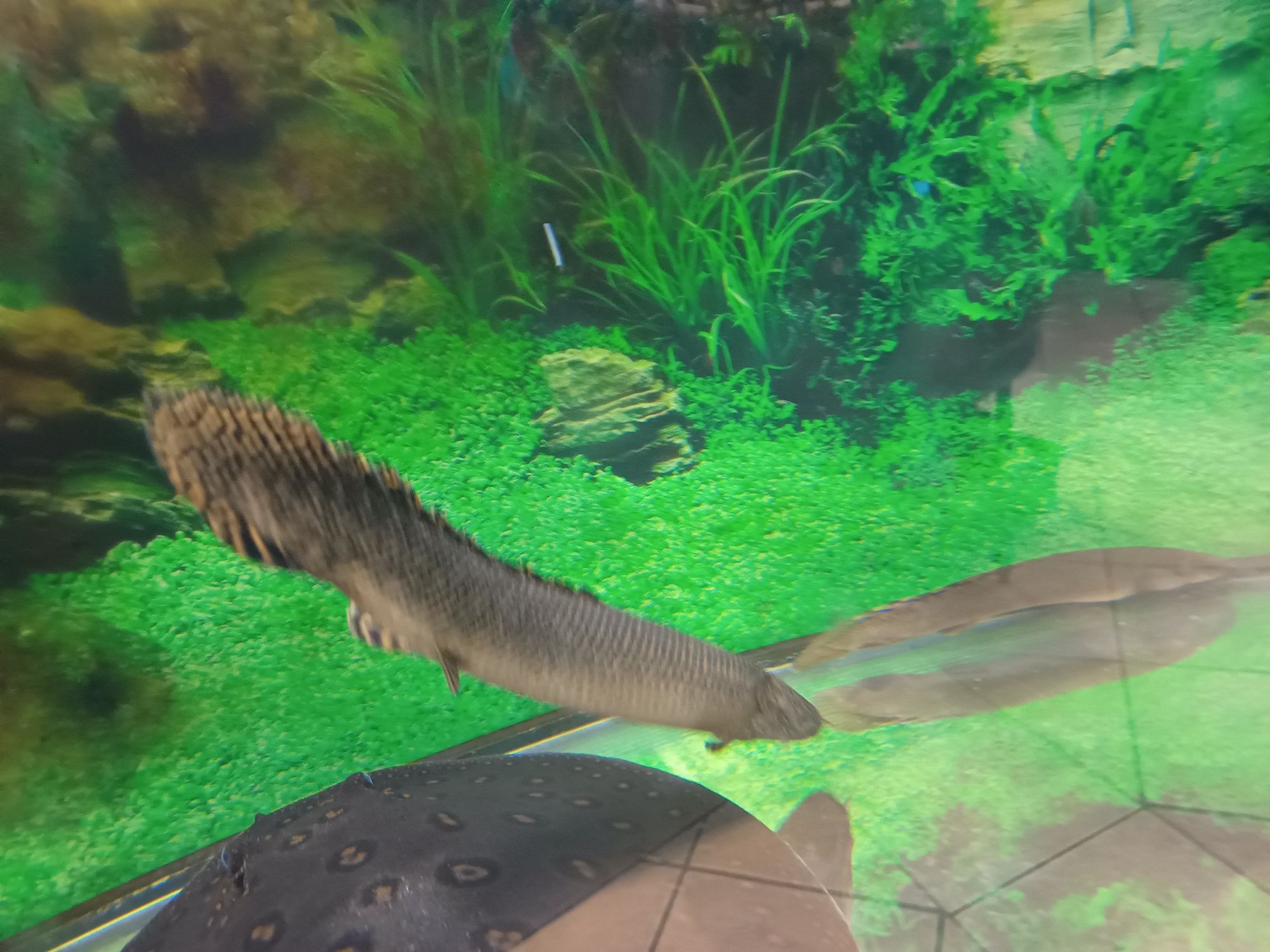 Polipterus Ornatipinis xl od Neon Zoo