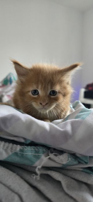 Maine coon kocurek rudy