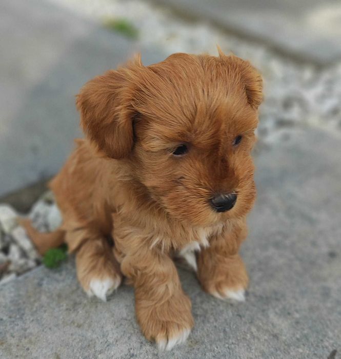 Hawańczyk rodowód FCI