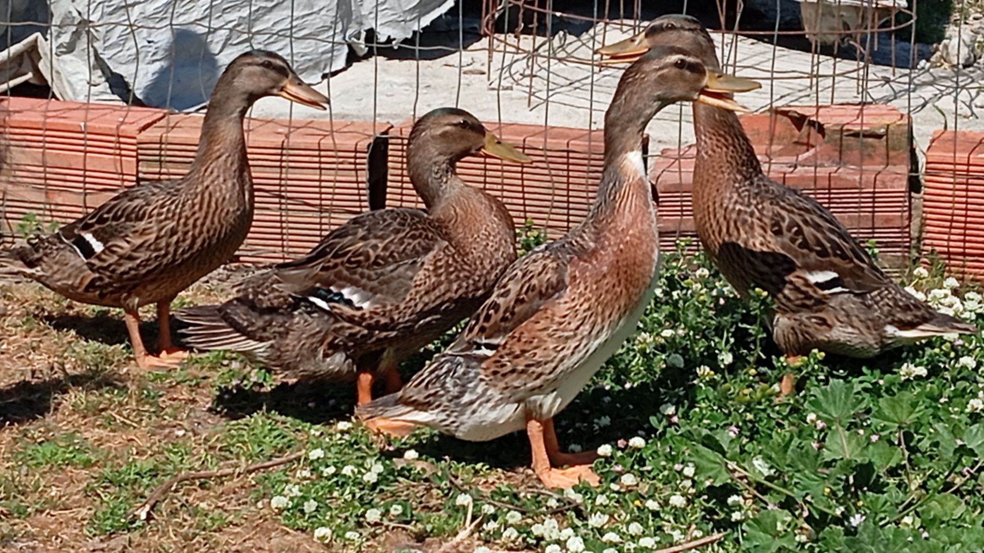Aves Ornamentais Patos Reais