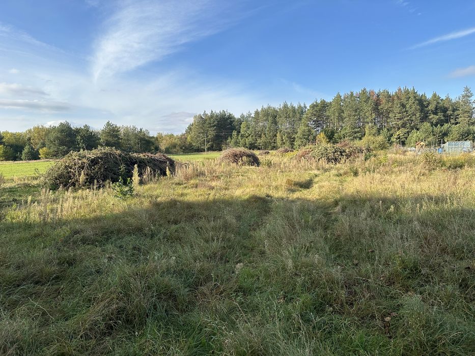 Gałęzie po wycince