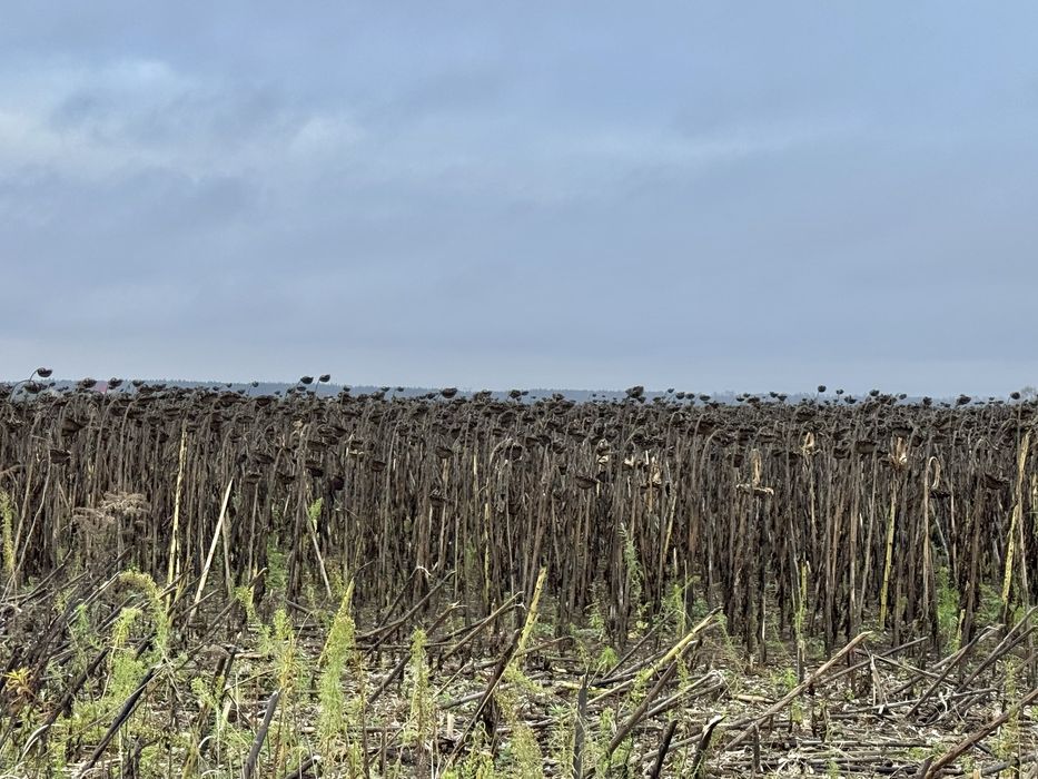 Земельна ділянка 20,17 га! с.Небелиця