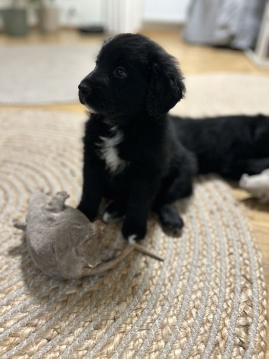 COLTRIEVER-Golden Retriever+Border Collie Jedyne w Polsce Suczka