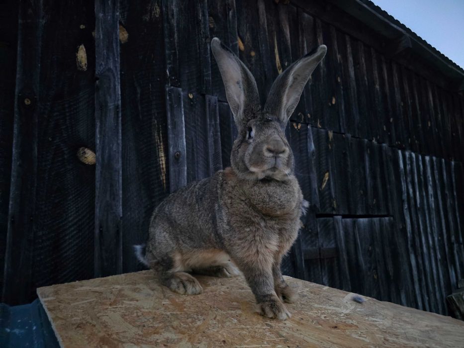 Samica olbrzym belgijski szary bos belg królik