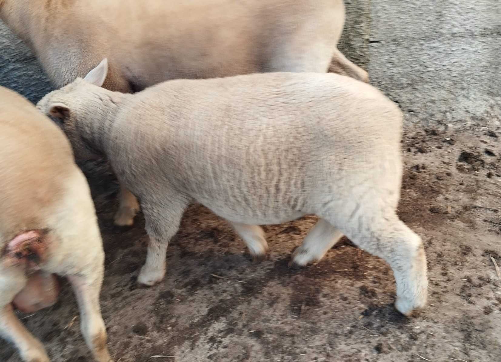 Vendo borrego cruzado ile de France/Charolês