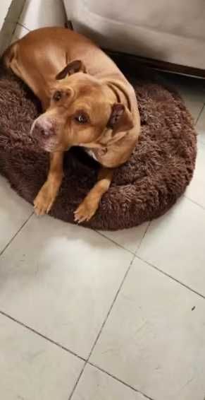Cama EXTRA macia para pets (cães e gatos)