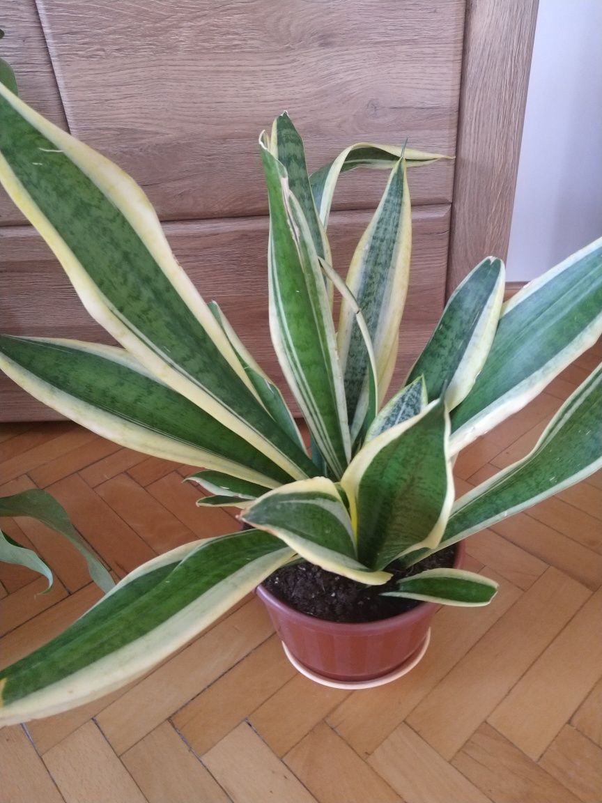Cztery kwiatki doniczkowe filodendron sansewieria scheflera
