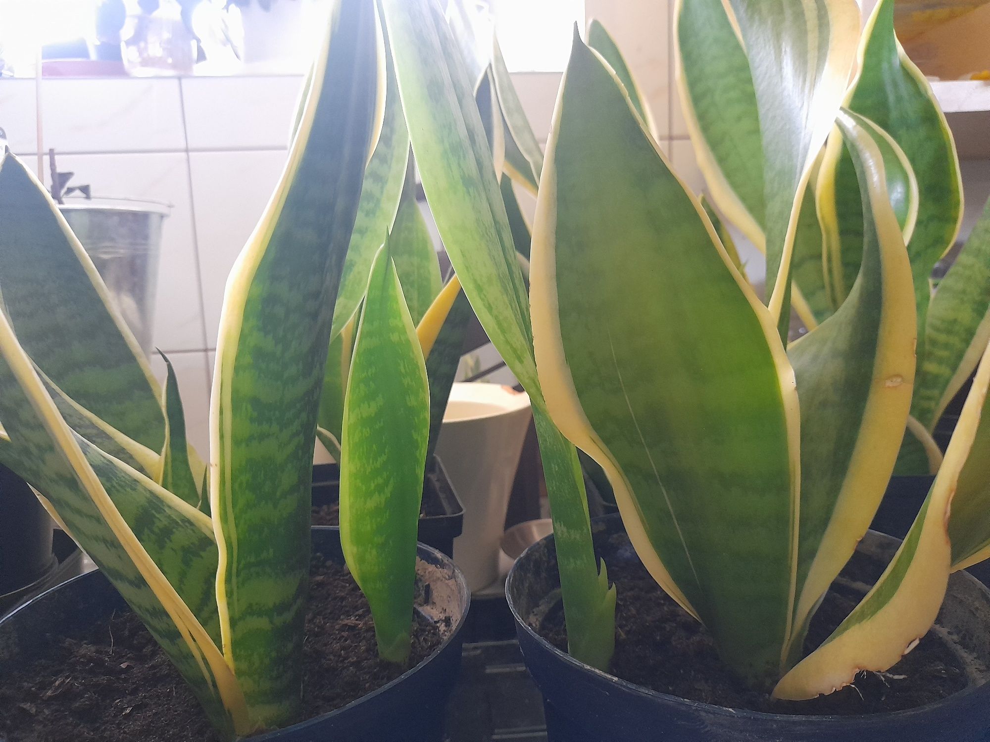 Sanseveria. Szable.