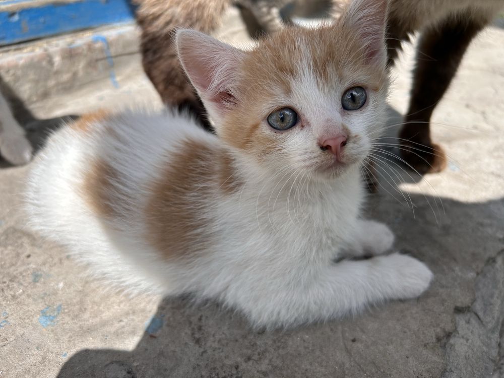 Кошенята безкоштовно