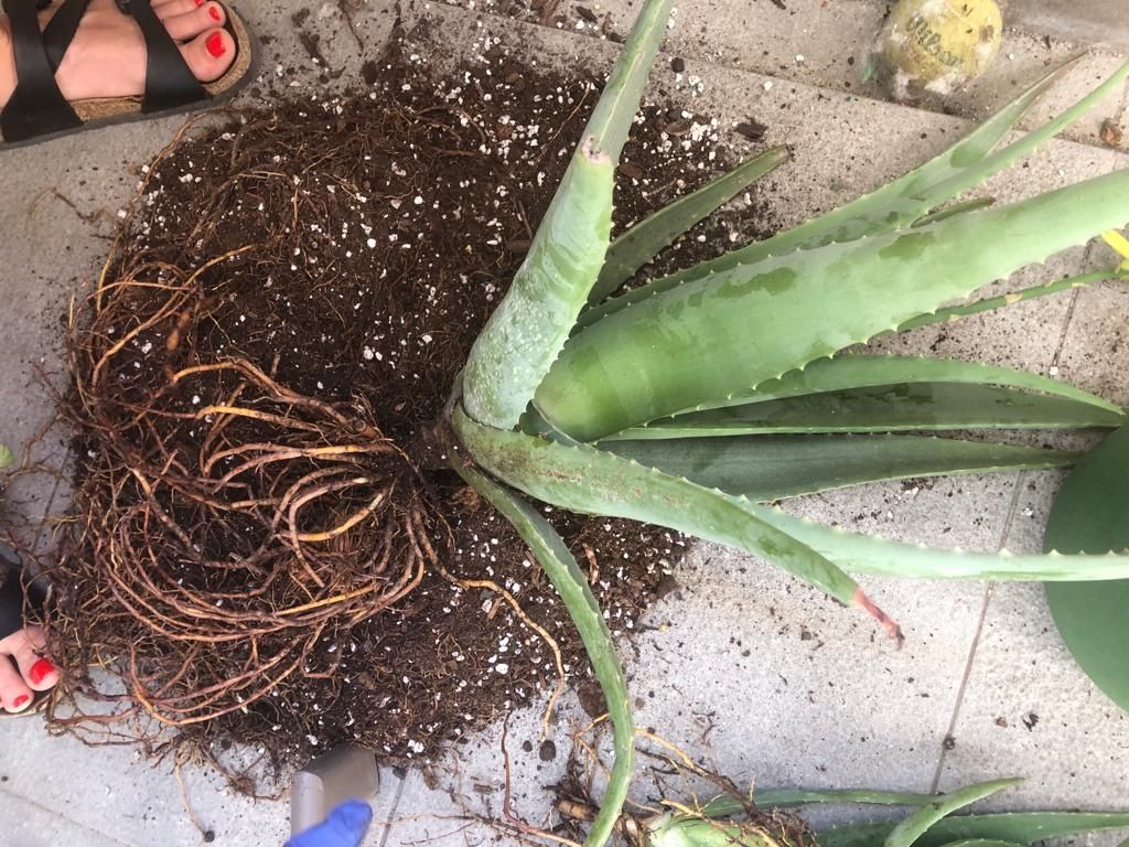 Aloe vera vários