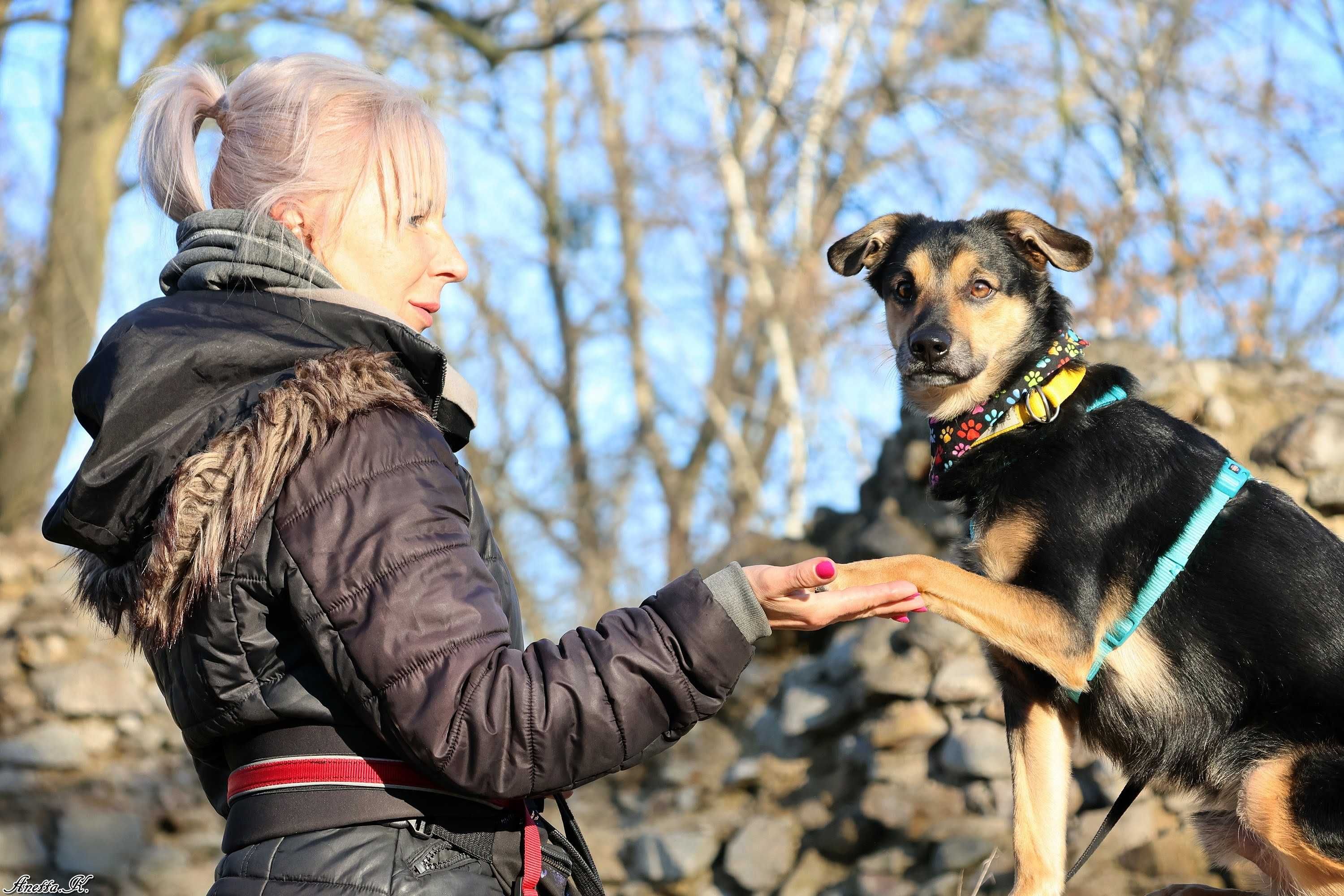 Adoptuj Niko - Pies, który zasługuje na kochający dom