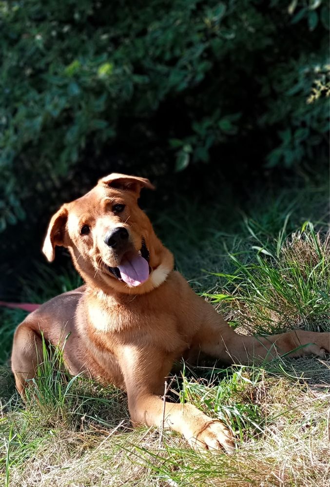 Rocko - młody, kochany pies szuka swojego człowieka