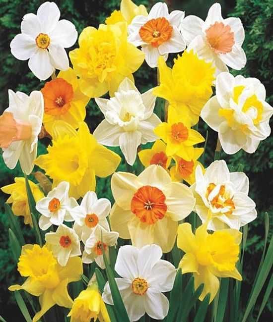 Mieszanka narcyz żonkil pełny, trąbkowy i botaniczny 50 cebul za 60 zł