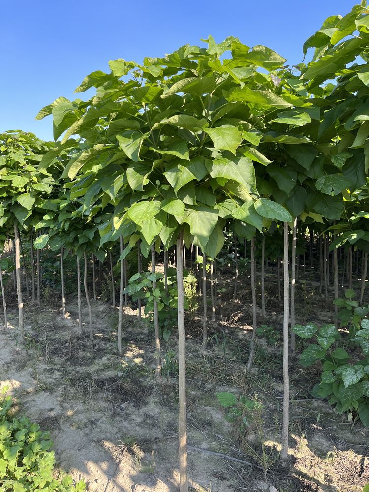 Katalpa nana Catalpa 2, 2,2 m