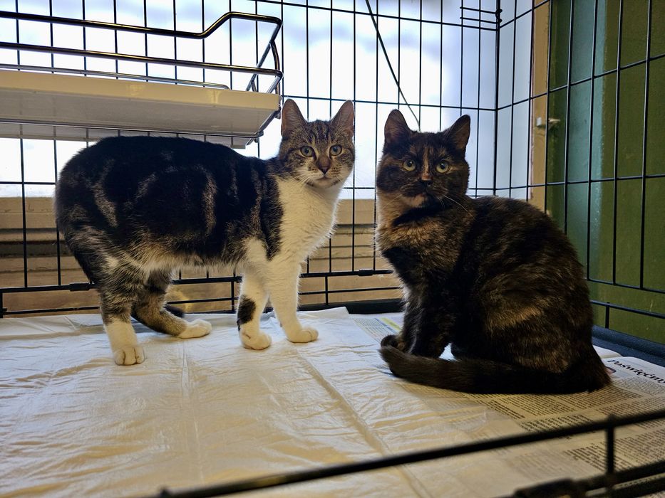 Przesłodkie rodzeństwo do adopcji