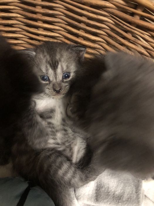 Котики висловухі