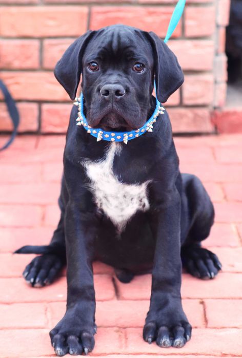 Масивний крупний хлопчик, перспективняй для виставок. КСУ FCI