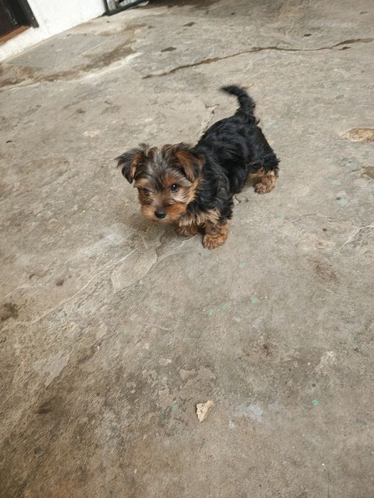 Yorkshire terrier macho puro