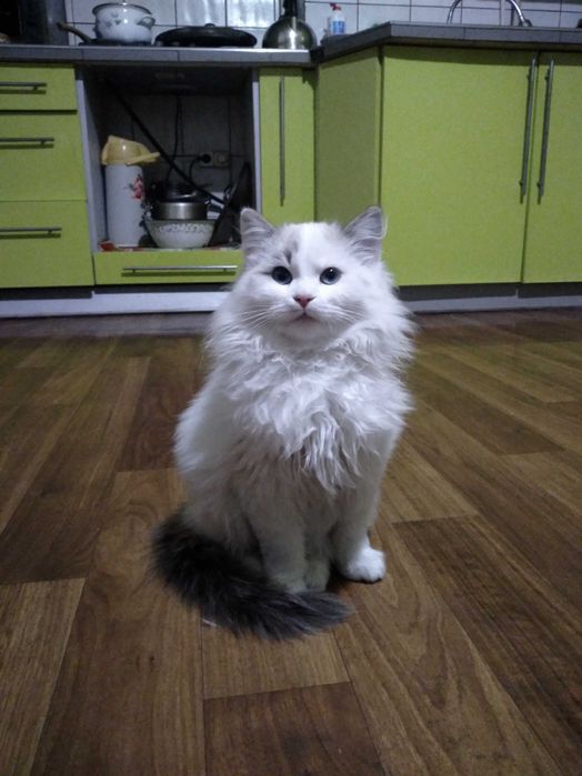 кошечка  6 месяцев