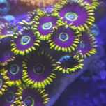 Zoanthus rainbow hornet sprzedam zamienie