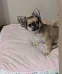 Chihuahua długowłosy ZKwP FCI
