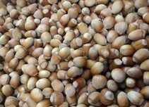 Orzechy laskowe w łupinie POLSKIE własna plantacja 4kg 2024
80 zł