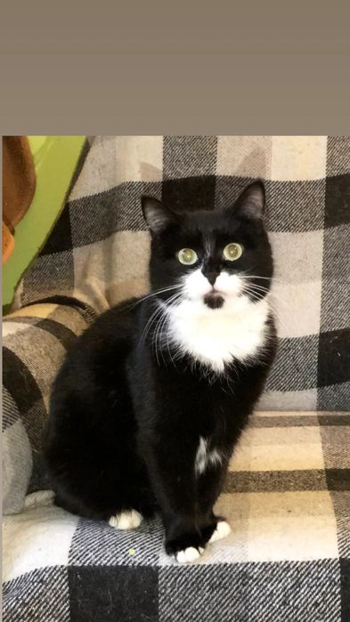 Отдам черно-белую кошку, стерилизована, привита, 5 лет