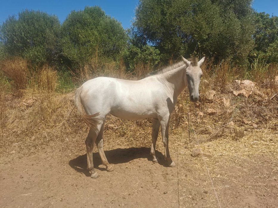 Sorraia x Lusitano lindissima e meiga