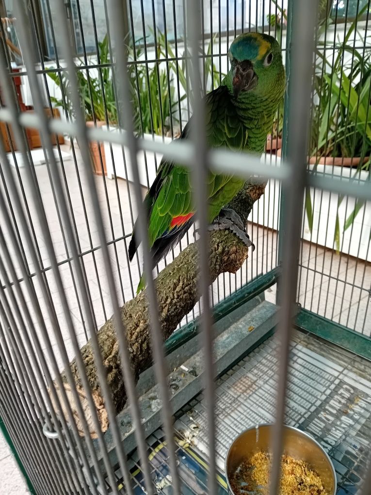 Papagaio Amazona Aestiva