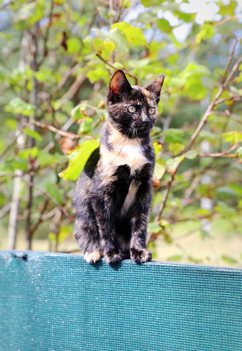 Koty szukają domków