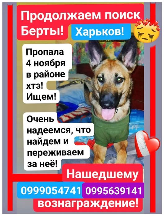Пропала собака Берта !