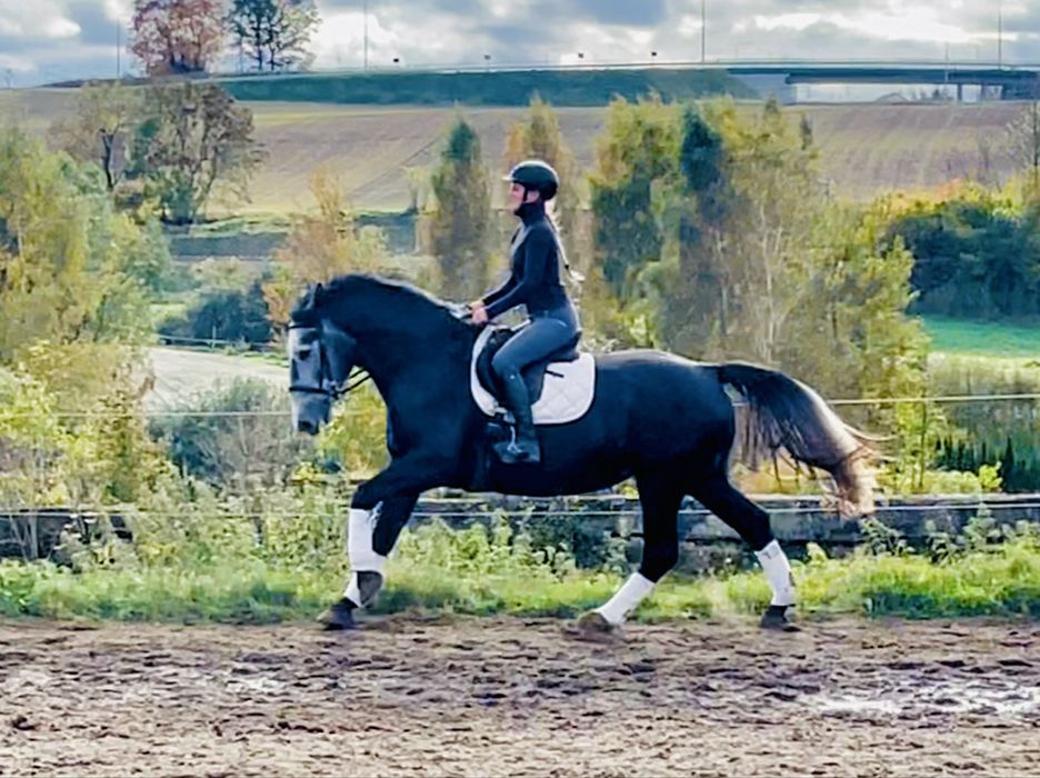 Piękna śląska klacz do sportu lub rekreacji